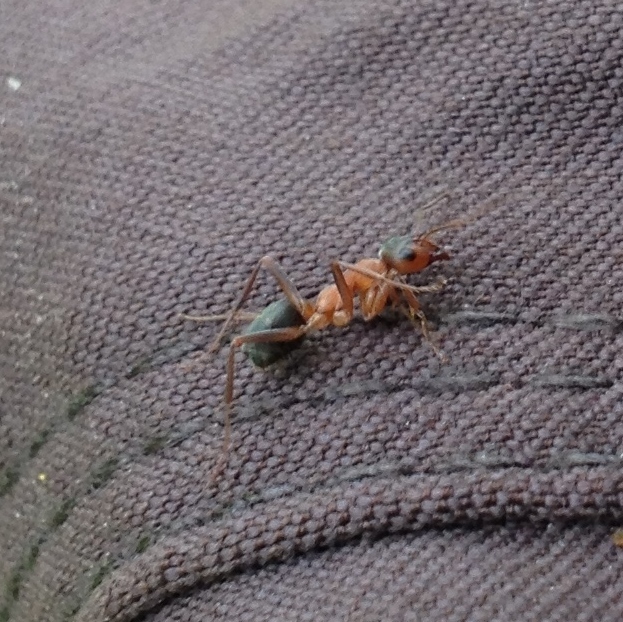 Formica moki, California species