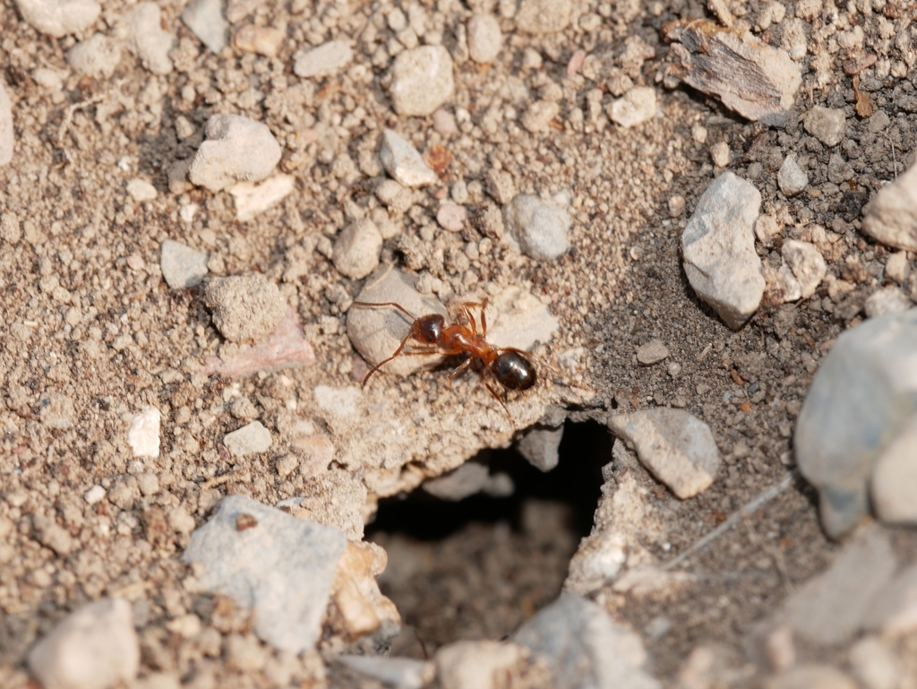 Formica subpolita, California species