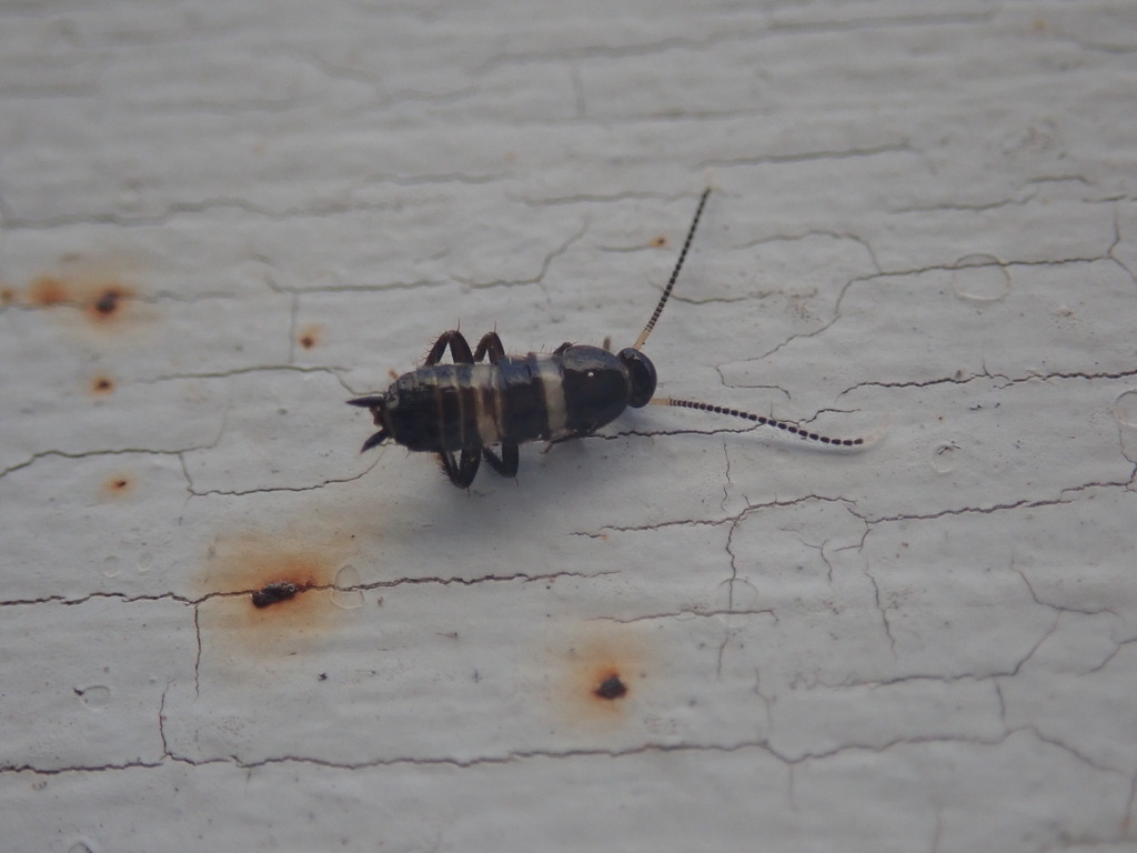 Fortiblatta australasiae (Australian Cockroach), California species