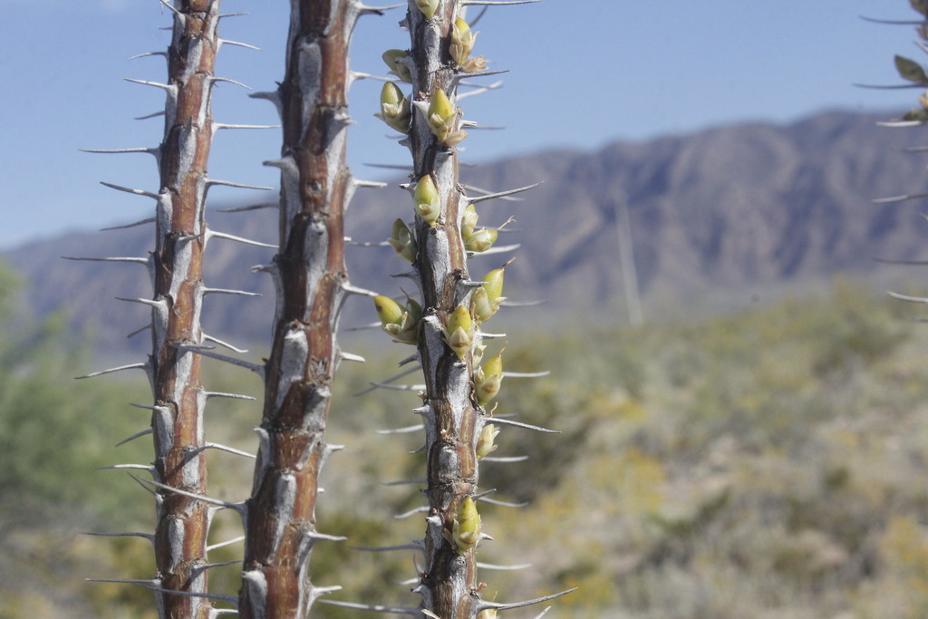 Fouquieria sp., native California shrub
