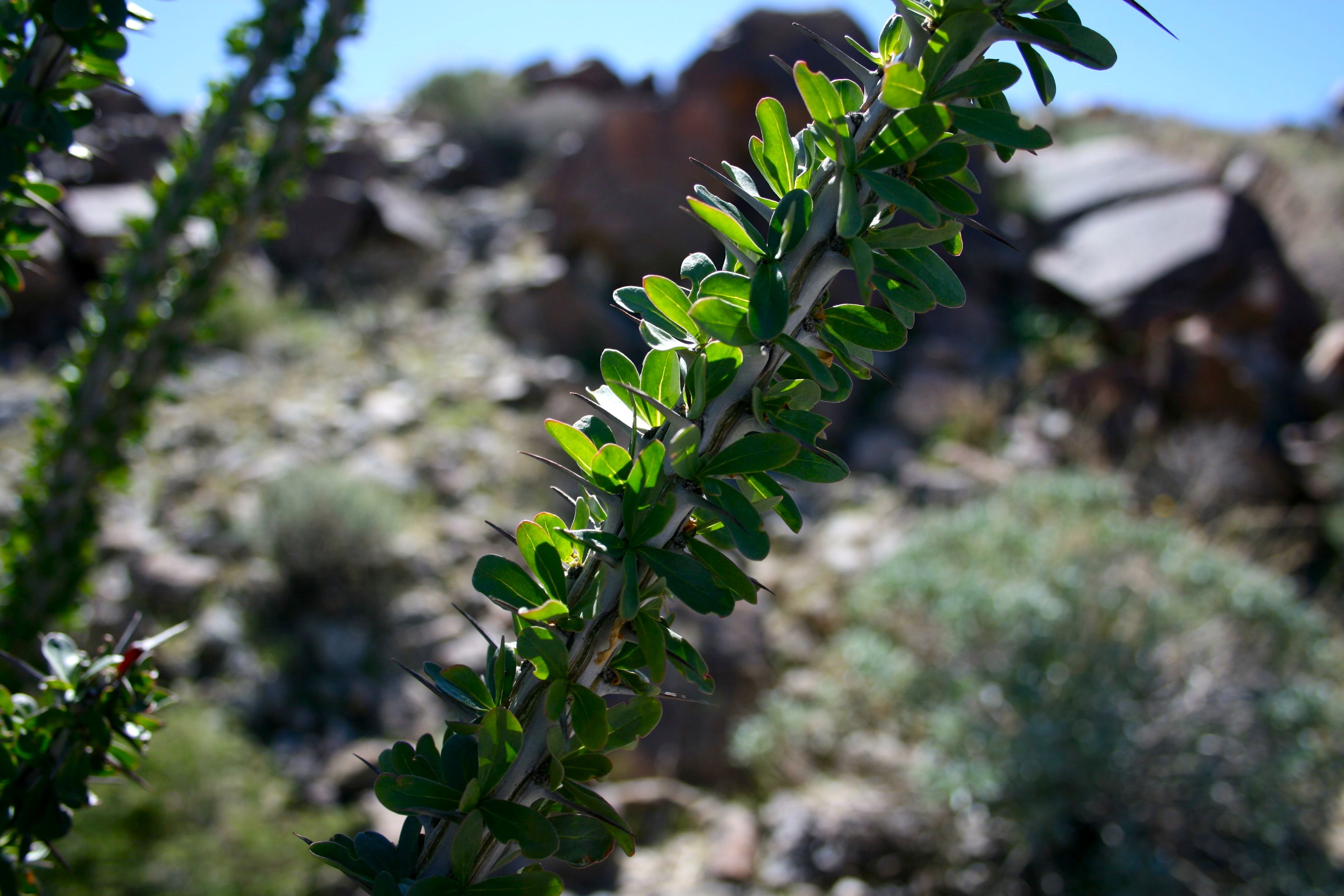 Fouquieria splendens subsp. splendens (Ocotillo), native California shrub