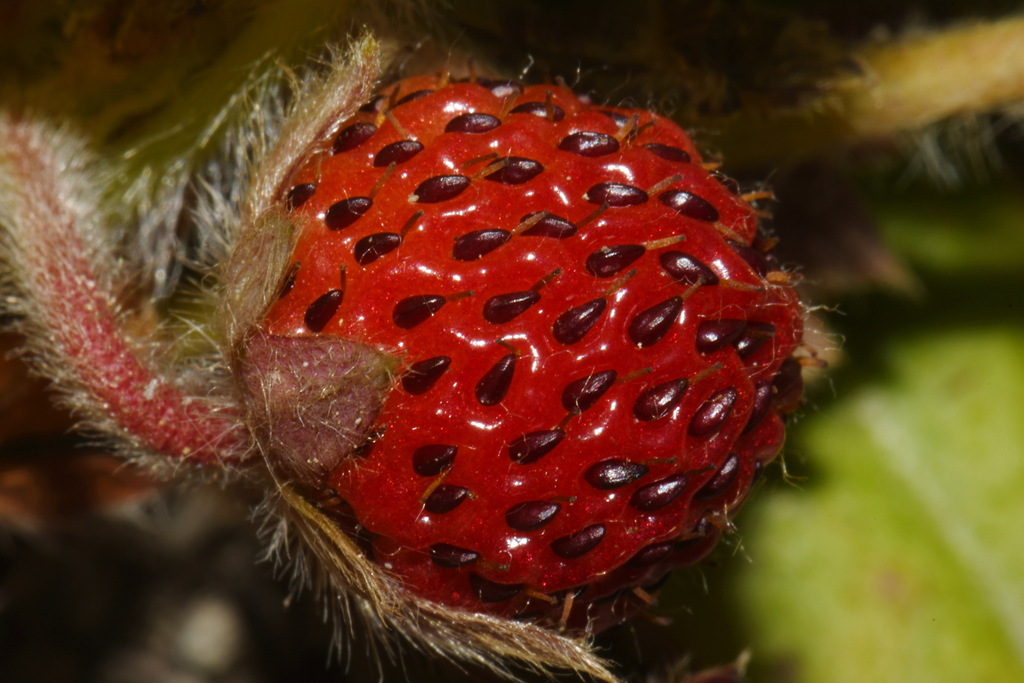 Fragaria chiloensis (Beach strawberry), native California herb