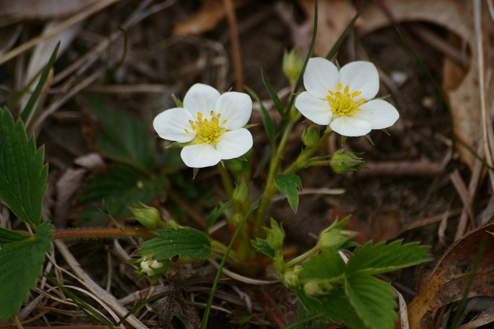 Fragaria vesca (Wood strawberry), native California herb