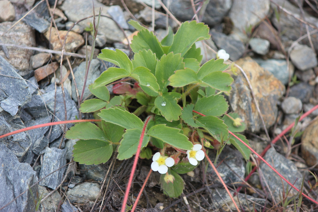 Fragaria virginiana (Mountain strawberry), native California herb