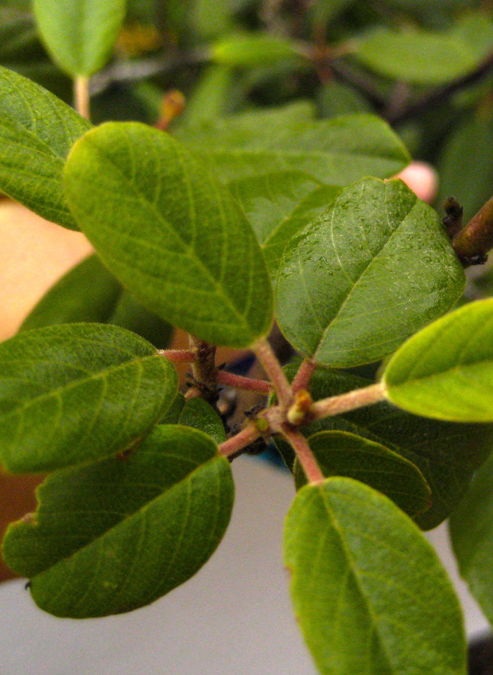 Frangula californica subsp. tomentella, native California shrub / tree