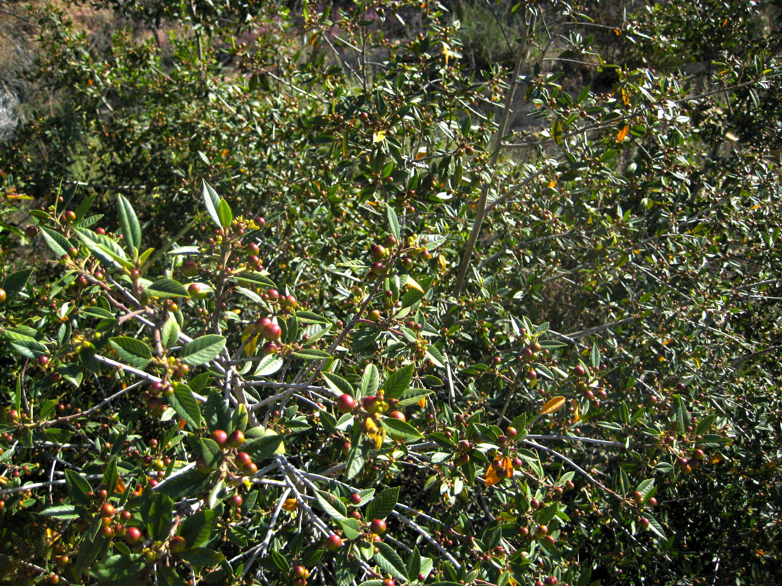 Frangula californica (California coffee berry), native California shrub / tree