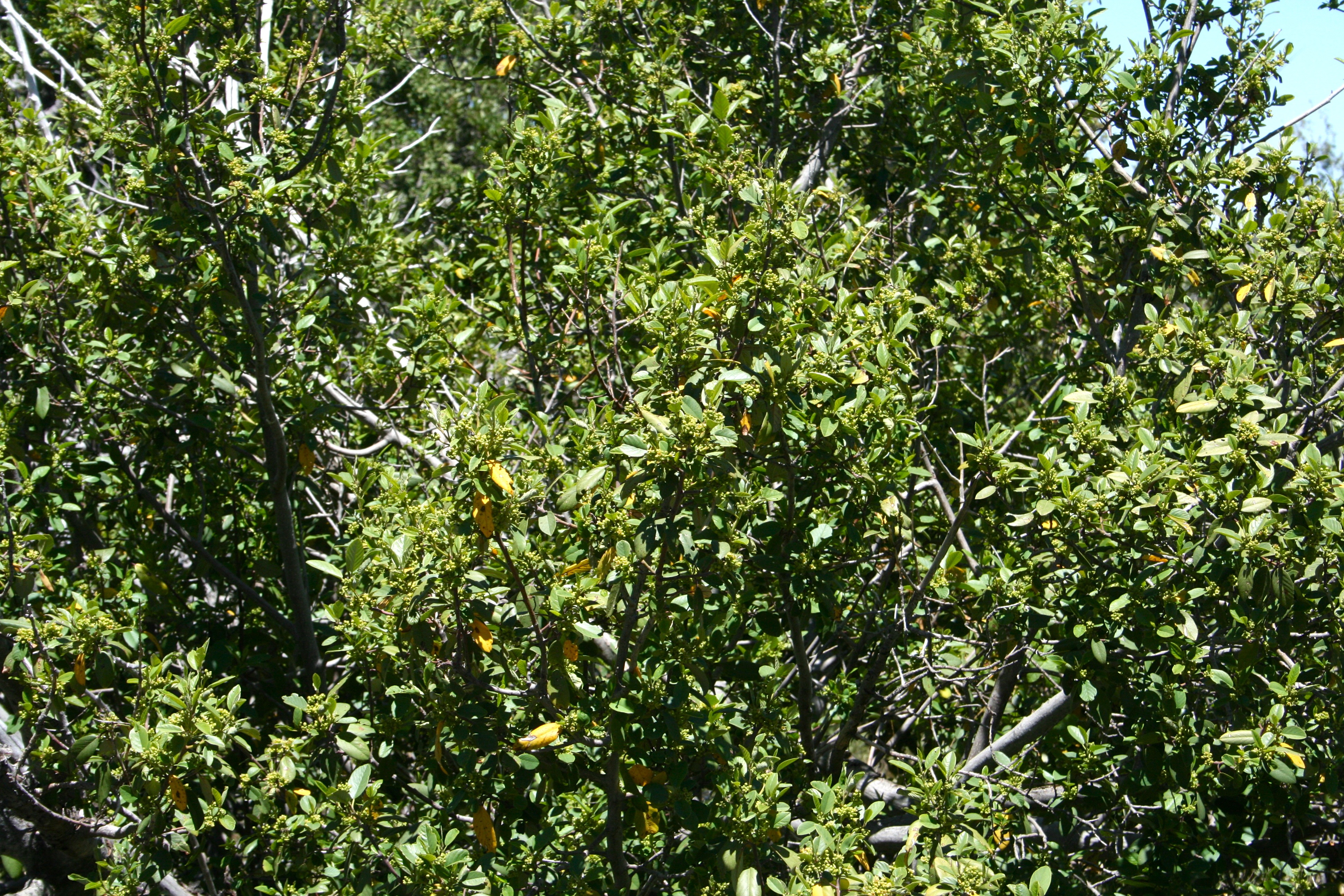 Frangula californica — parent species of Frangula californica subsp. ursina