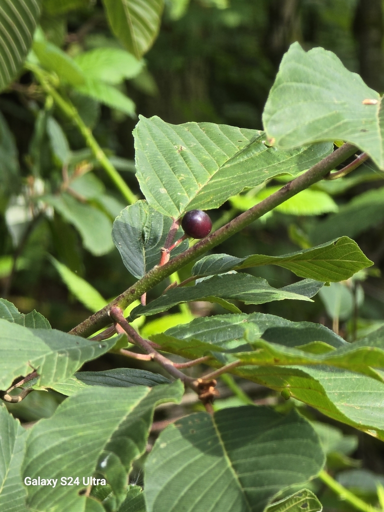 Frangula purshiana — parent species of Frangula purshiana subsp. annonifolia