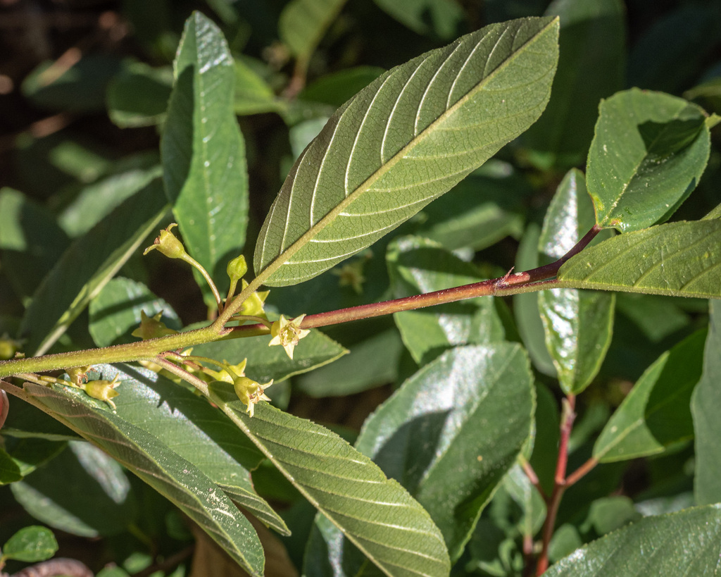 Frangula rubra subsp. yosemitana, native California shrub