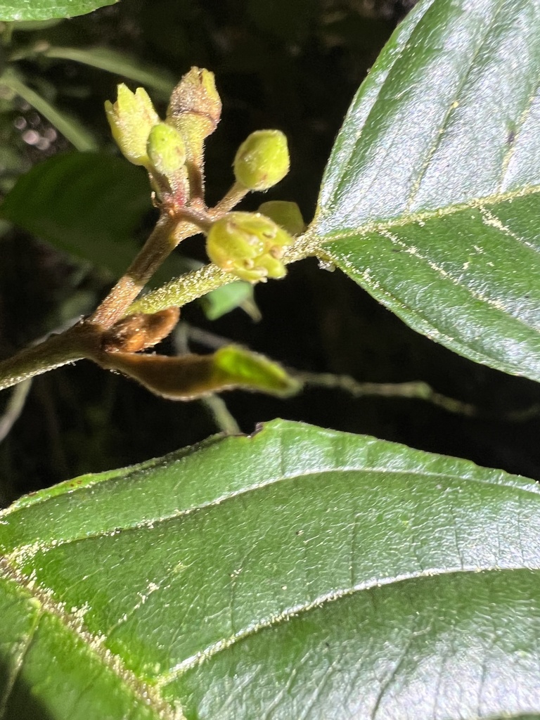 Frangula sp. (Coffee berry), native California shrub