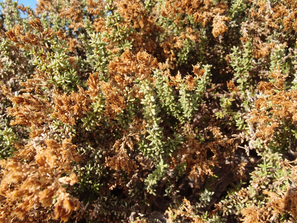 Frankenia palmeri (Palmer's frankenia), native California shrub