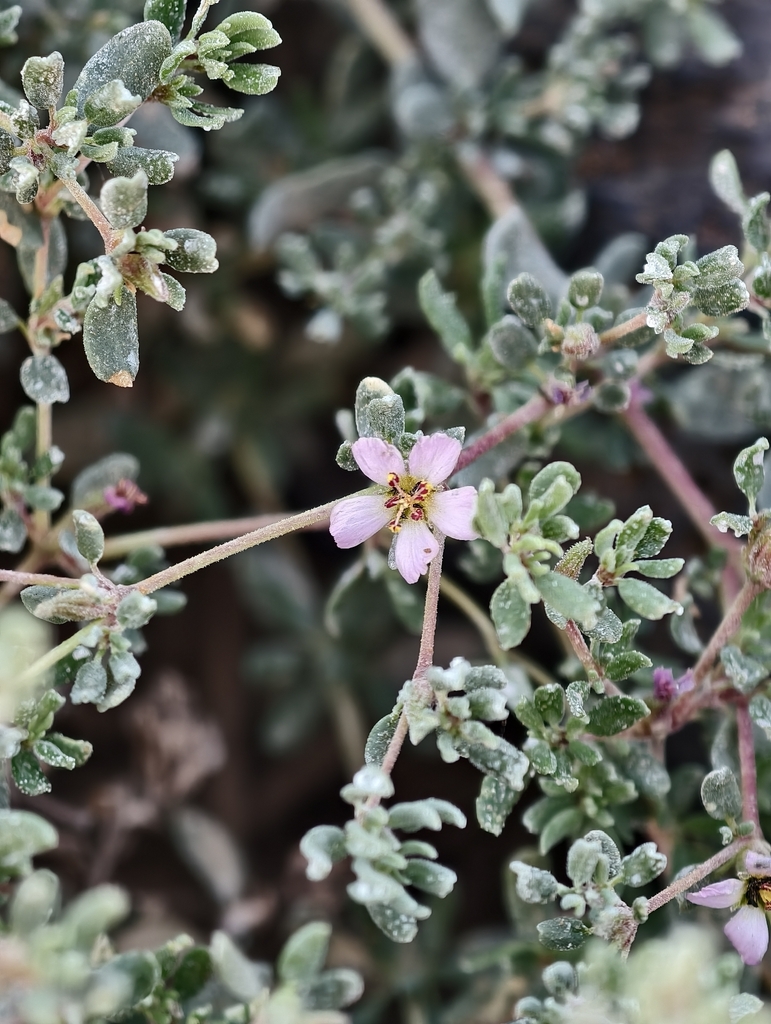 Frankenia pulverulenta (European sea heath), non-native California herb