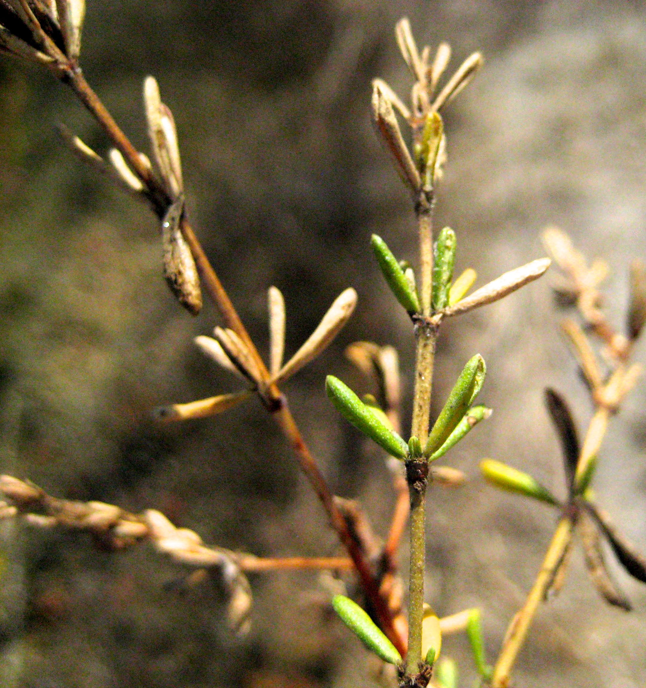 Frankenia salina (Alkali heath), native California subshrub