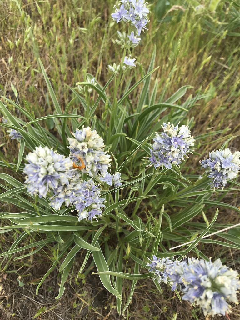 Frasera albicaulis var. nitida (Whitestem frasera), native California herb