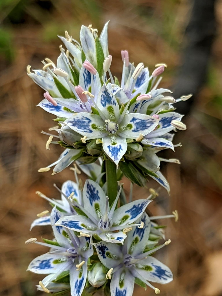 Frasera albicaulis (Whitestem frasera), native California herb