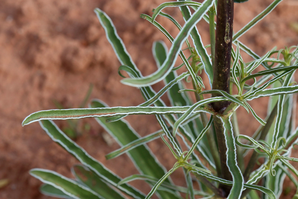 Frasera albomarginata (Desert frasera), native California herb