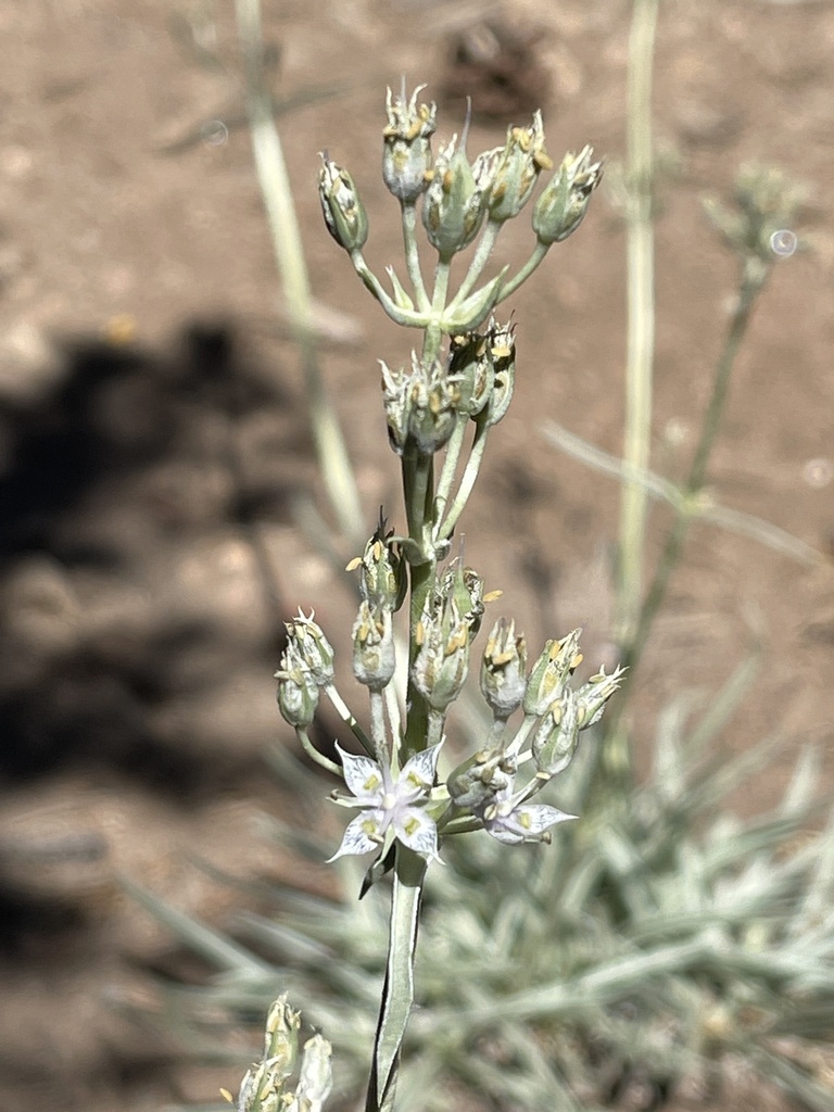 Frasera neglecta (Pine green-gentian), native California herb
