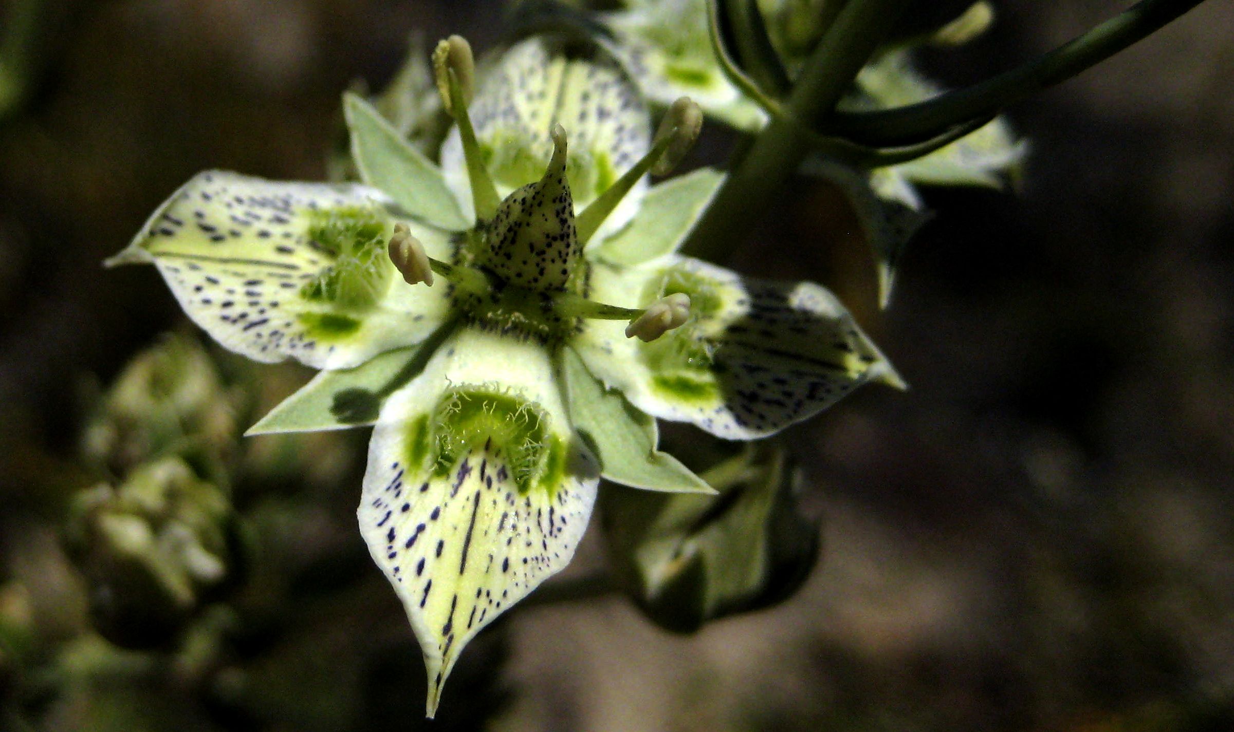 Frasera parryi (Coahuila frasera), native California herb