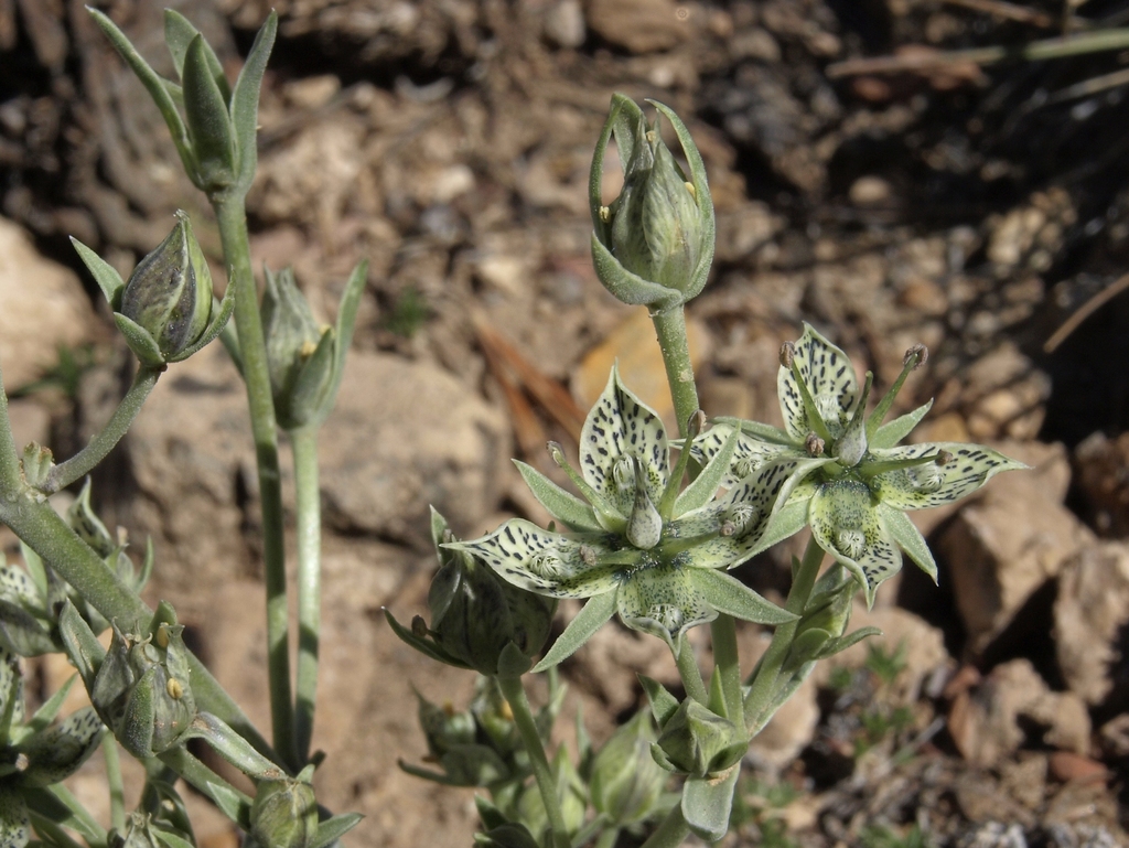 Frasera puberulenta (Inyo frasera), native California herb