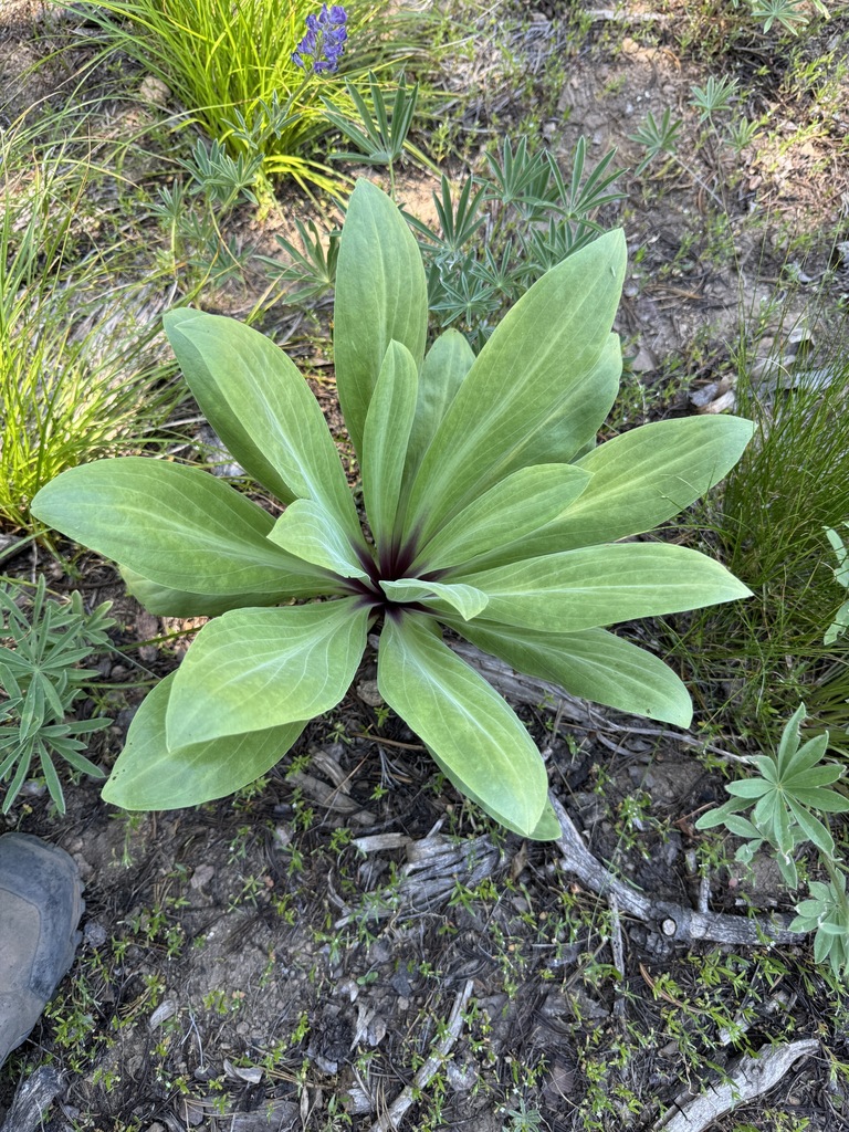 Frasera speciosa (Monument plant), native California herb