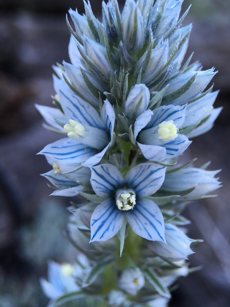 Frasera tubulosa (Kern frasera), native California herb