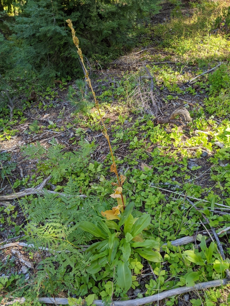 Frasera umpquaensis (Umpqua green-gentian), native California perennial