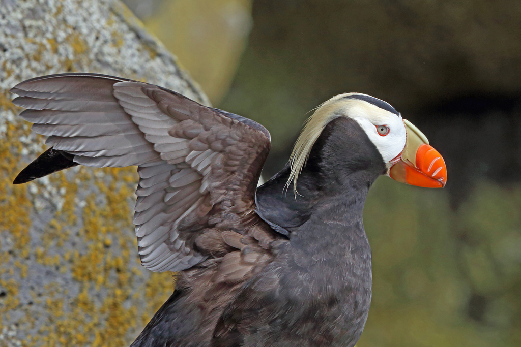 Fratercula cirrhata (Tufted Puffin), California species