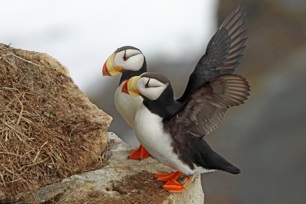 Fratercula corniculata (Horned Puffin), California species