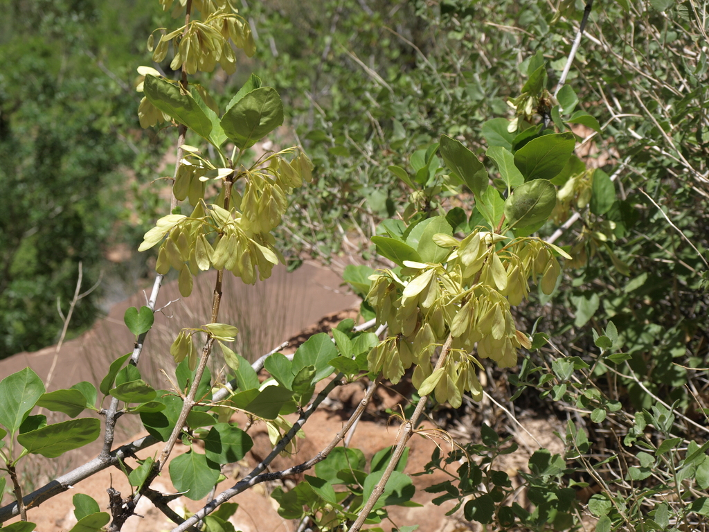 Fraxinus anomala (Single-leaf ash), native California shrub / tree