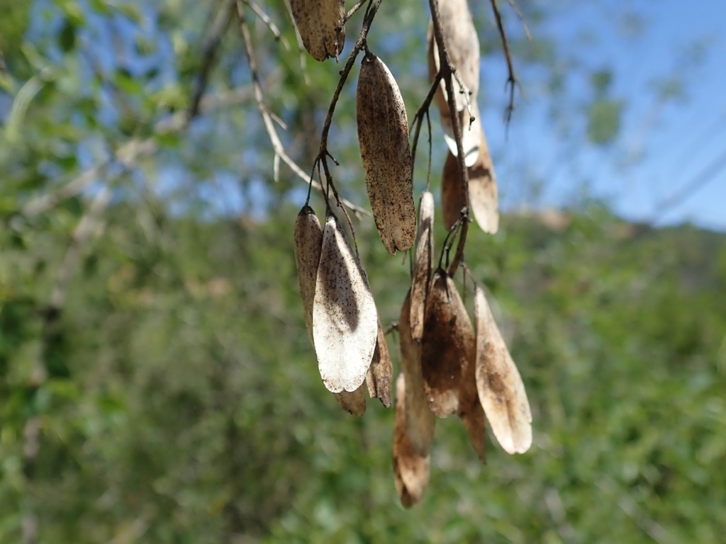 Fraxinus dipetala (California ash), native California shrub / tree