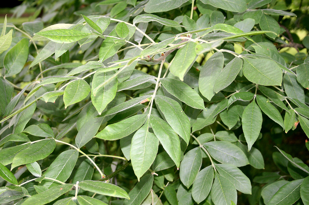 Fraxinus latifolia (Oregon ash), native California tree