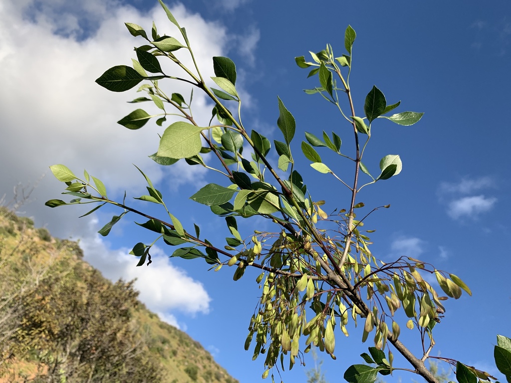 Fraxinus parryi (Chaparral ash), native California shrub