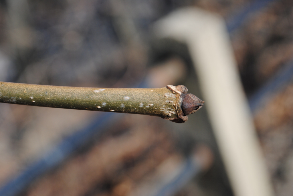 Fraxinus sp. (Ash), non-native California shrub