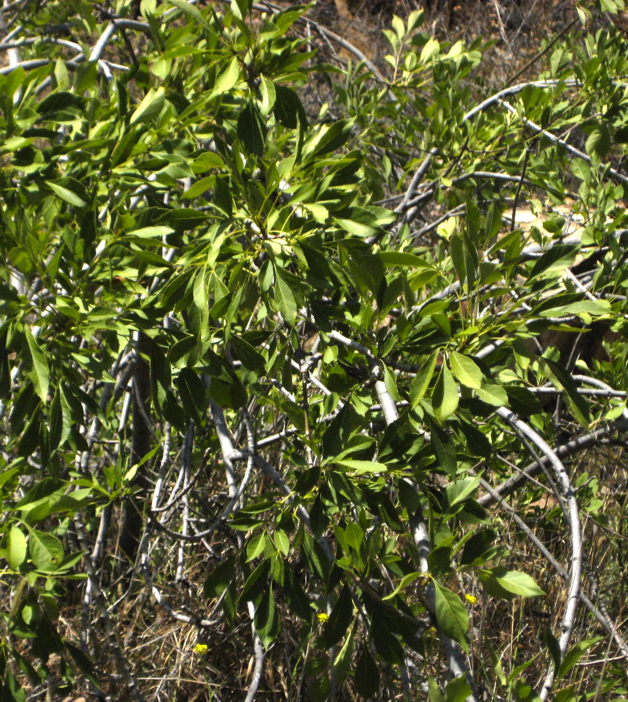Fraxinus velutina (Velvet ash), native California tree