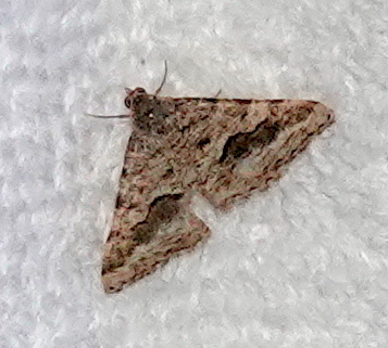 Frederickia cyda (Mesquite Looper Moth), California species
