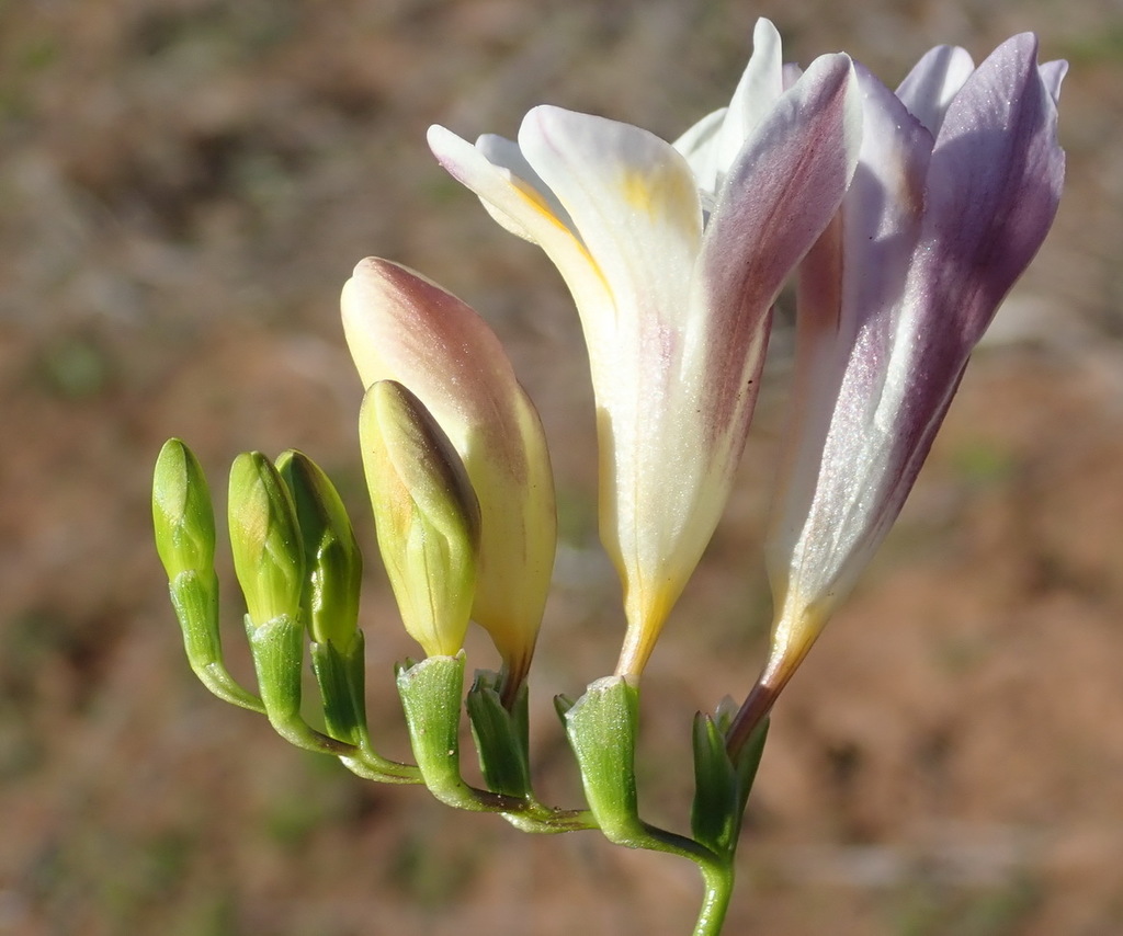 Freesia leichtlinii subsp. alba, non-native California perennial