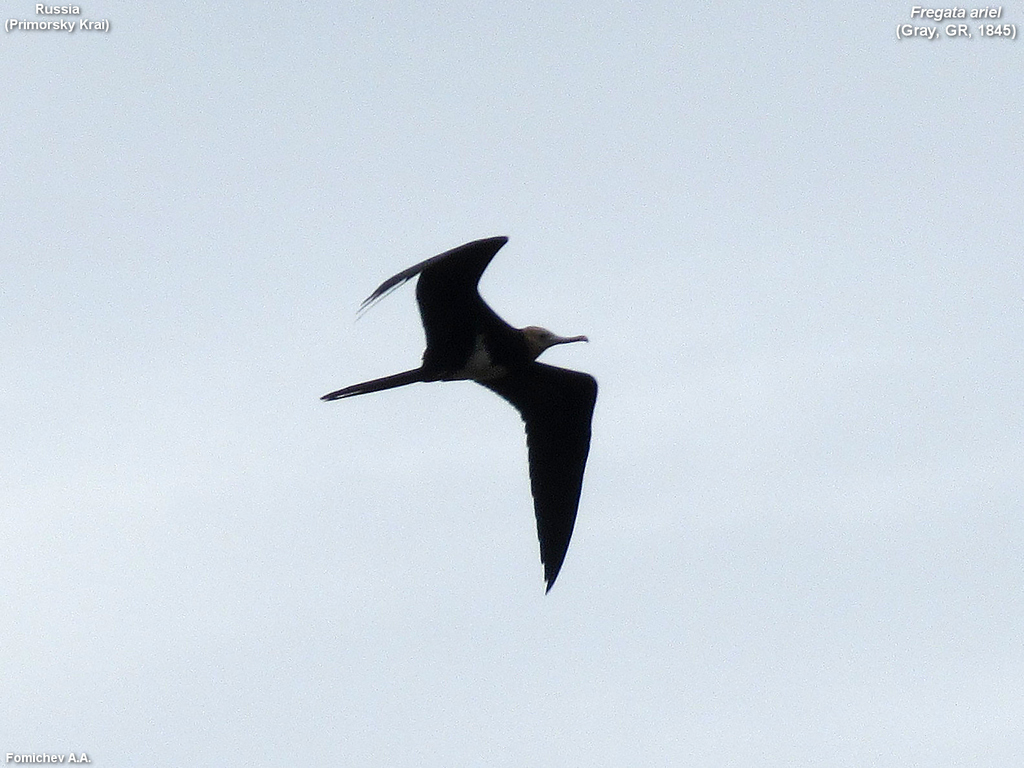 Fregata ariel (Lesser Frigatebird), California species