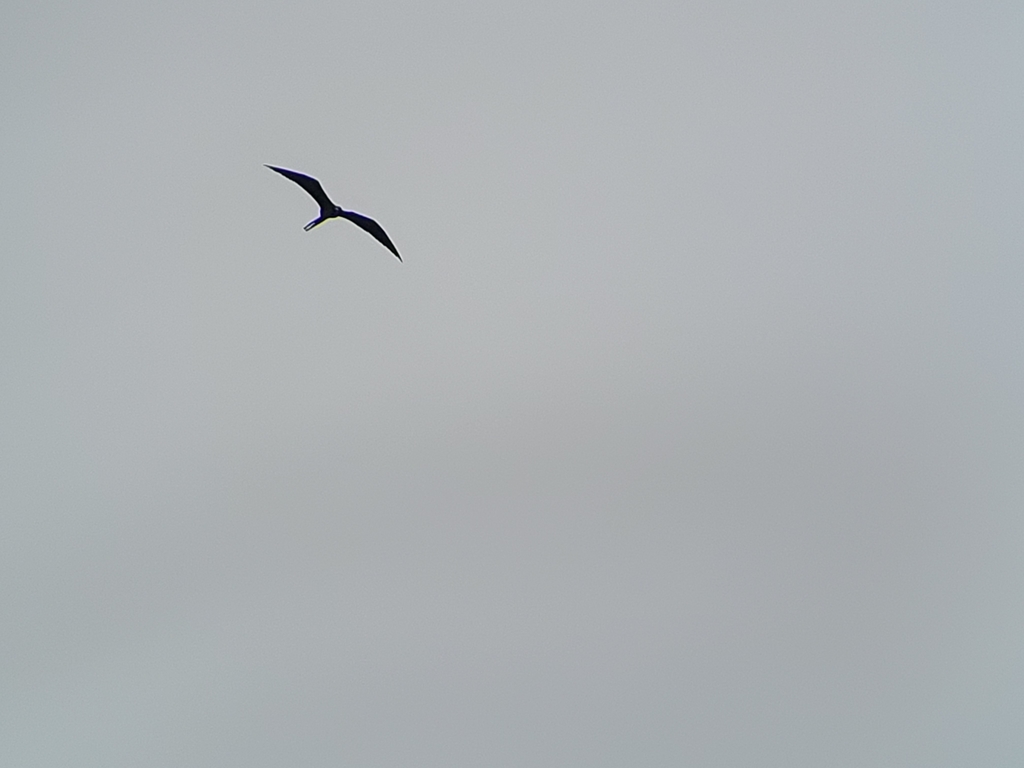 Fregata magnificens (Magnificent Frigatebird), California species