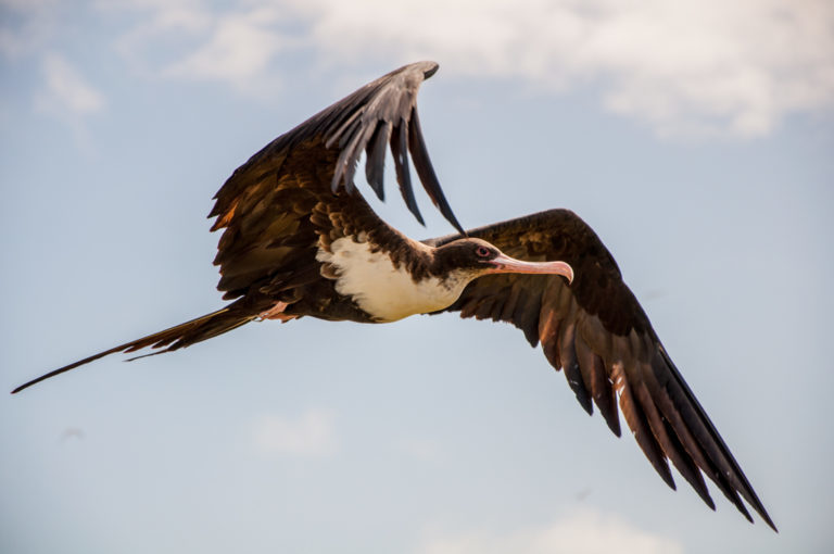 Fregata minor (Great Frigatebird), California species