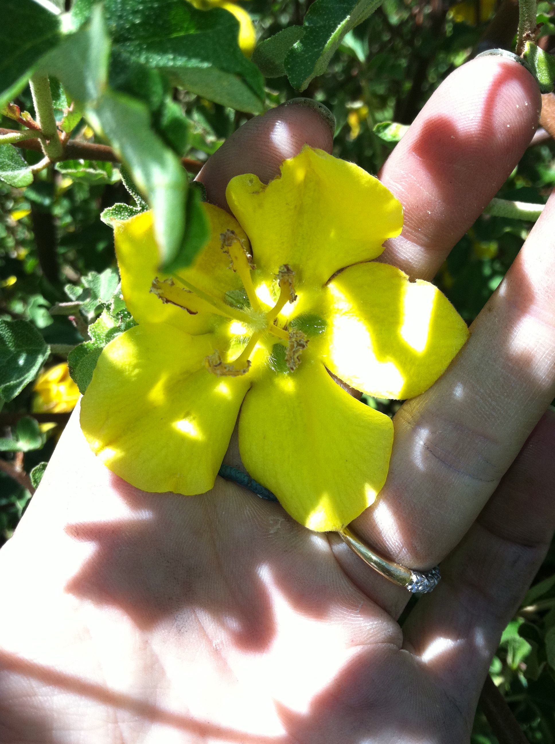 Fremontodendron californicum (California flannelbush), native California shrub / tree