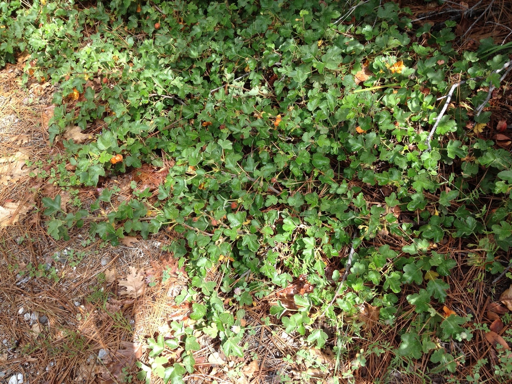 Fremontodendron decumbens (Pine hill flannelbush), native California shrub