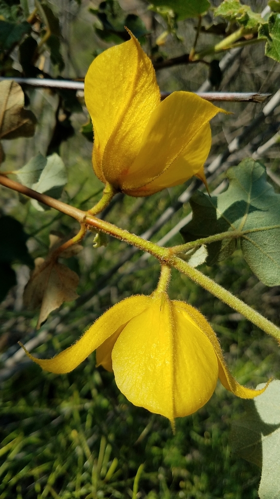 Fremontodendron mexicanum (Mexican flannelbush), native California shrub / tree