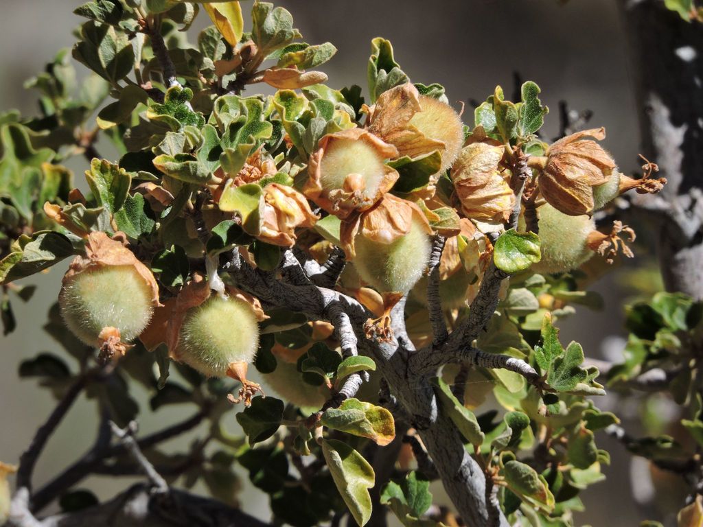 Fremontodendron sp. (Fremontia), native California shrub