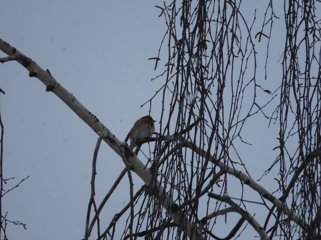 Fringilla montifringilla (Brambling), California species
