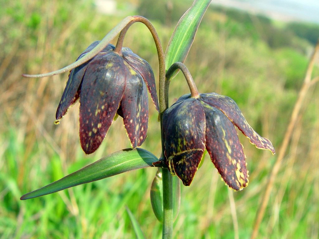 Fritillaria affinis (Checker lily), native California herb