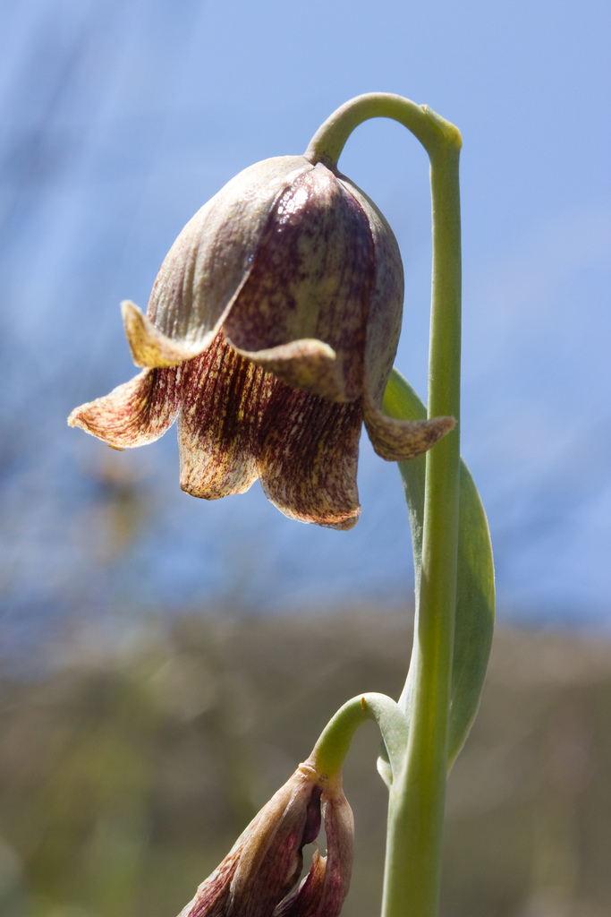 Fritillaria agrestis (Stinkbells), native California herb