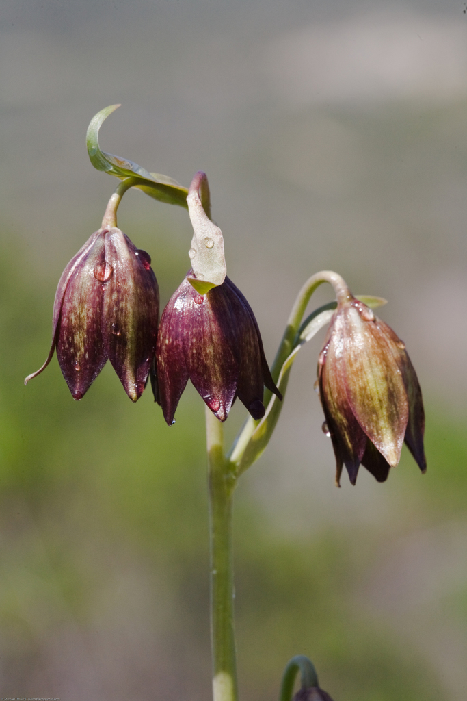Fritillaria biflora var. ineziana (Hillsborough chocolate lily), native California perennial