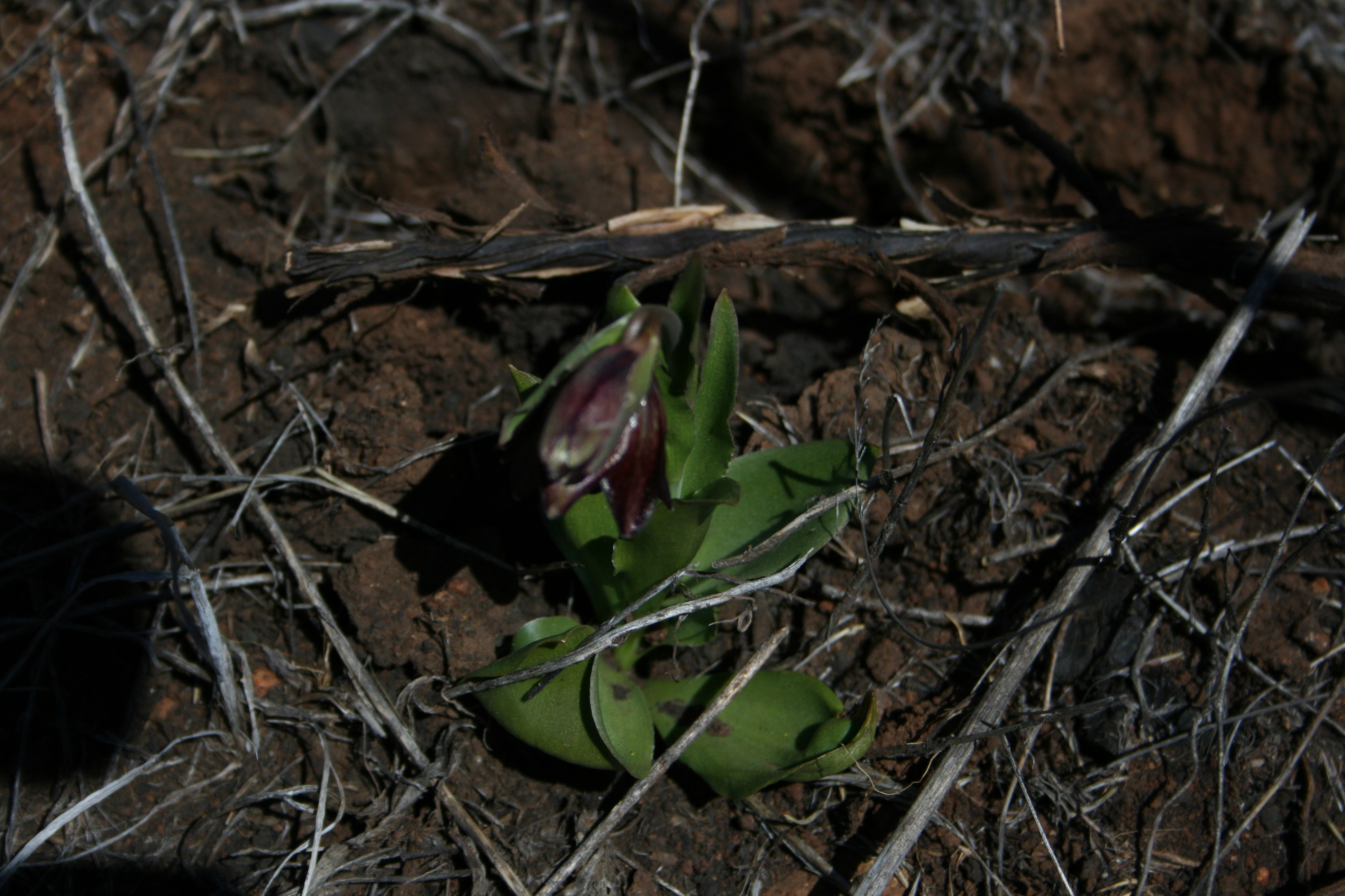 Fritillaria biflora (Chocolate lily), native California herb