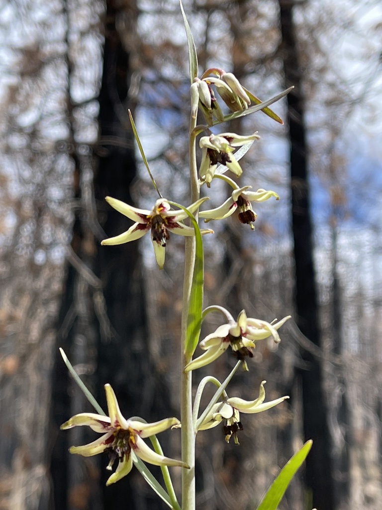Fritillaria brandegeei (Greenhorn fritillary), native California herb