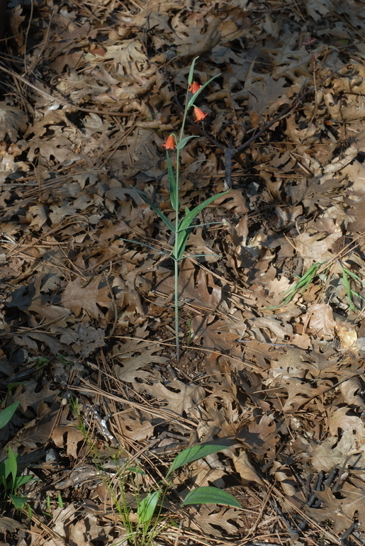 Fritillaria eastwoodiae (Butte county fritillary), native California herb